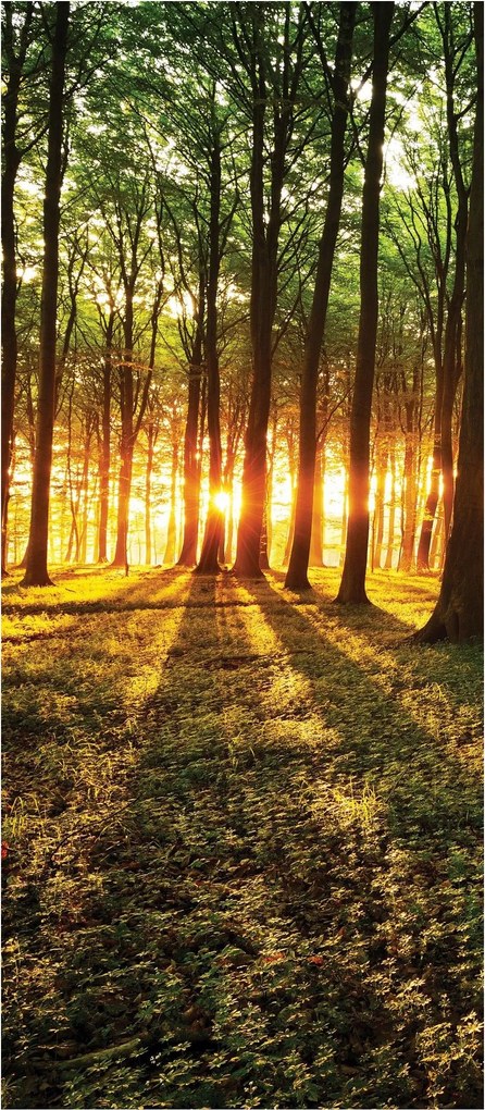 Fotótapéta flizelina Erdei szimfónia Nap fák perspektíva 91x211 +ragasztó