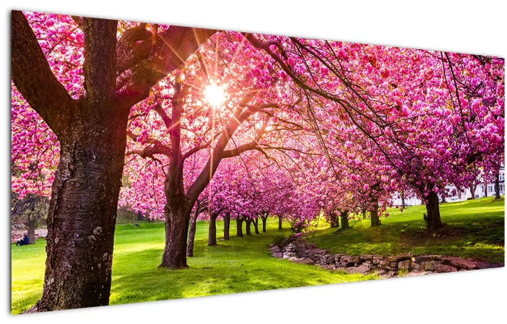 A virágzó cseresznye képe, Hurd Park, Dover, New Jersey (120x50 cm)