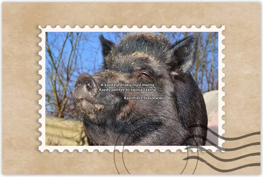 Poszterek 90x60 Kazik Idézet Politikusok