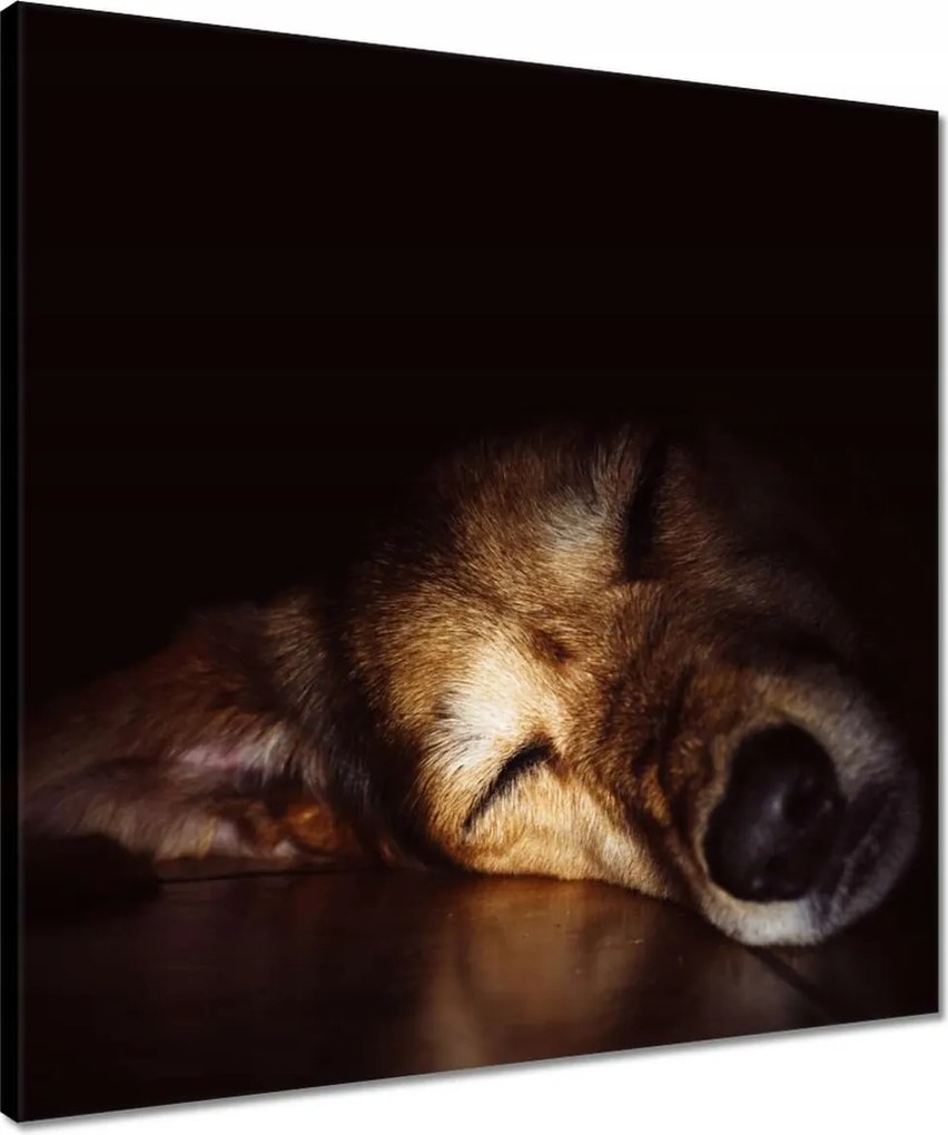 Vászonkép 50x50 Kutya fekszik a padlón