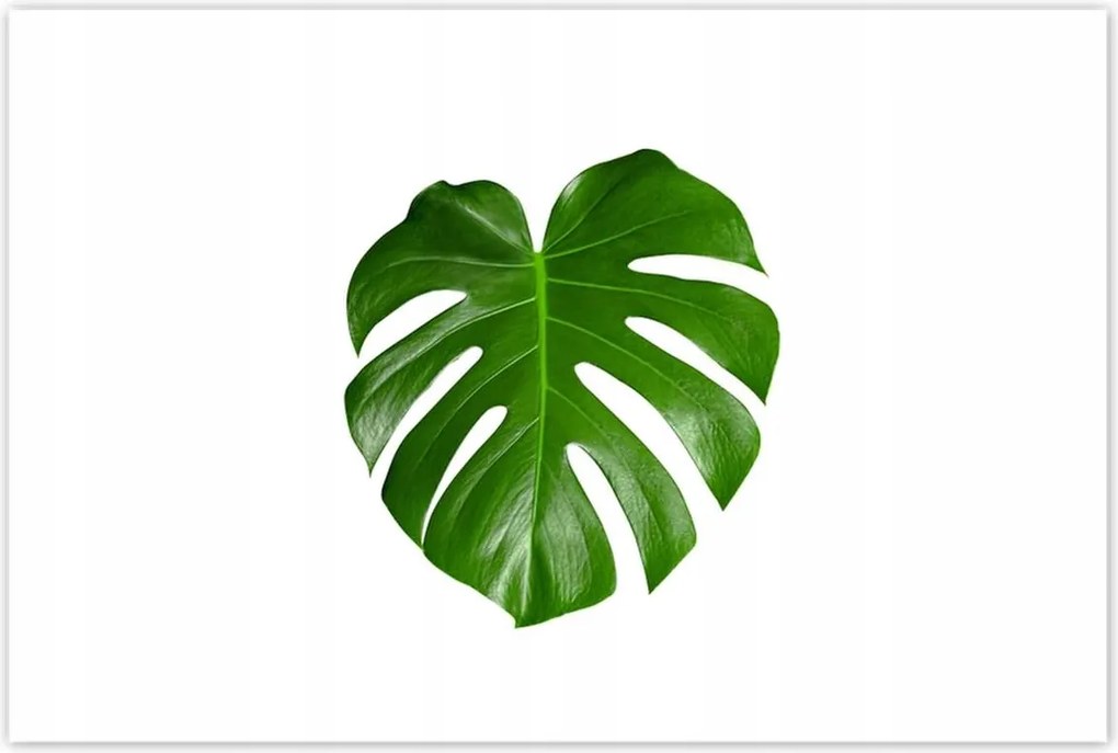 Poszterek 120x80 Monstera Lyukas levelek