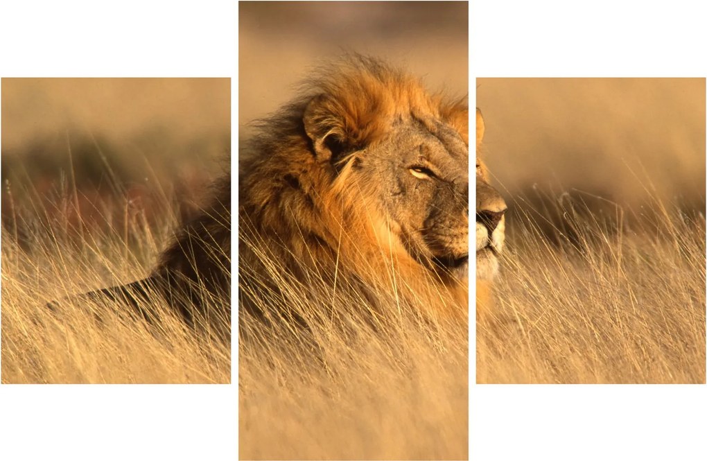 Kép - Etosha Nemzeti Park (90x60 cm)