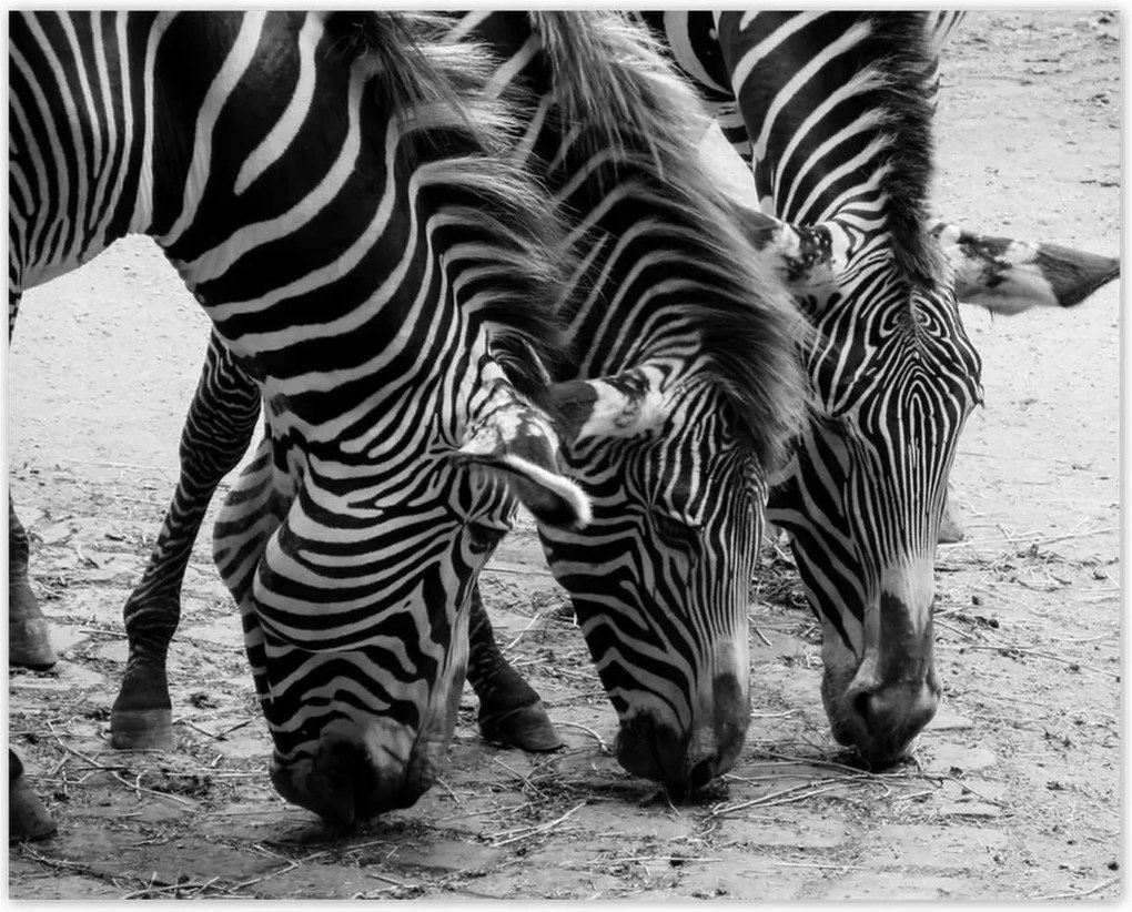 Poszterek 50x40 Három zebra