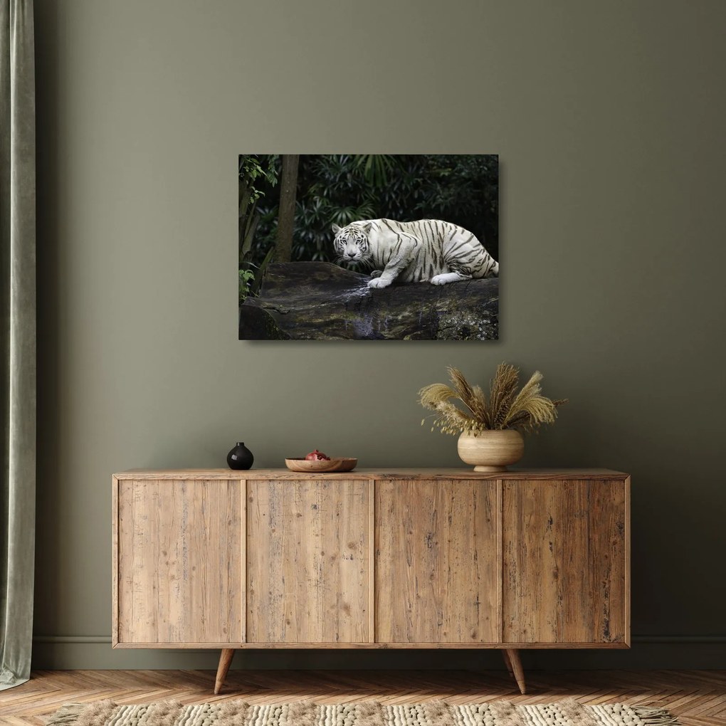 Kép - albínó tigris (üvegen) (70x50 cm)