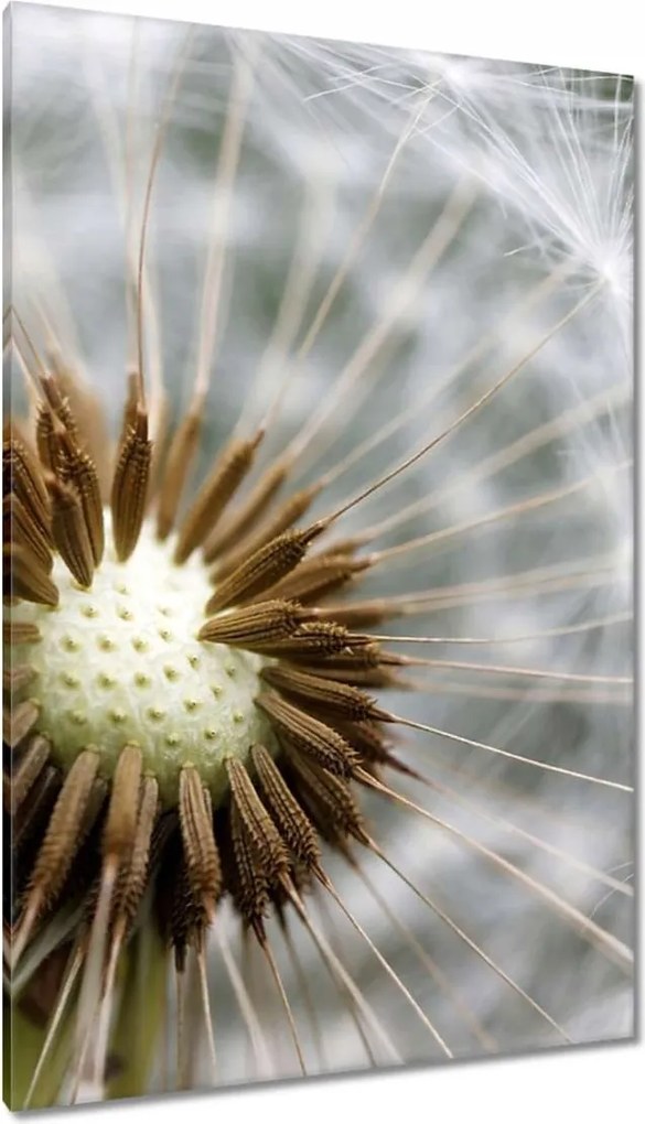 Vászonkép 80x120 Pitypang Virág Virágok