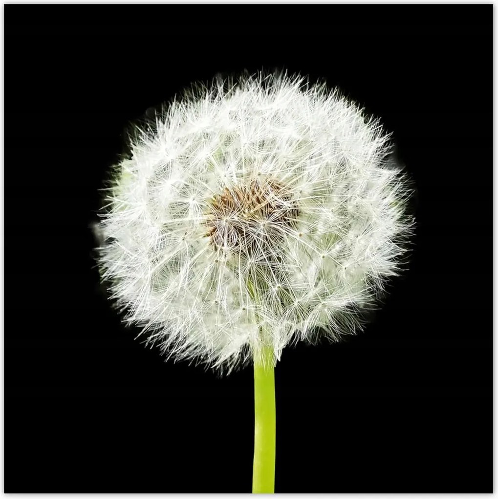 Poszterek 70x70 Pitypang virág rét