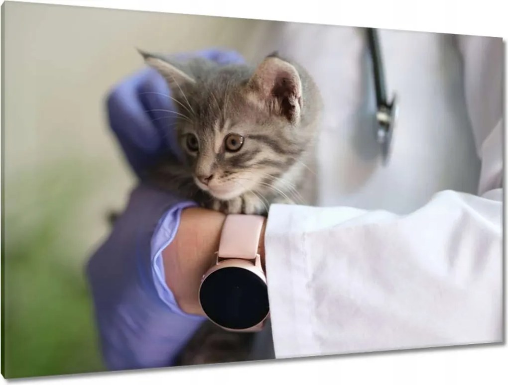 Képek 120x80 Kutatás állatorvos macska