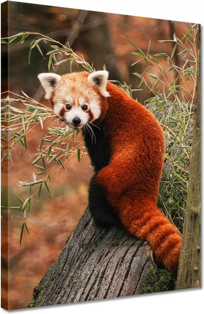 Vászonkép 30x40 Vörös panda kis panda piros kisebb