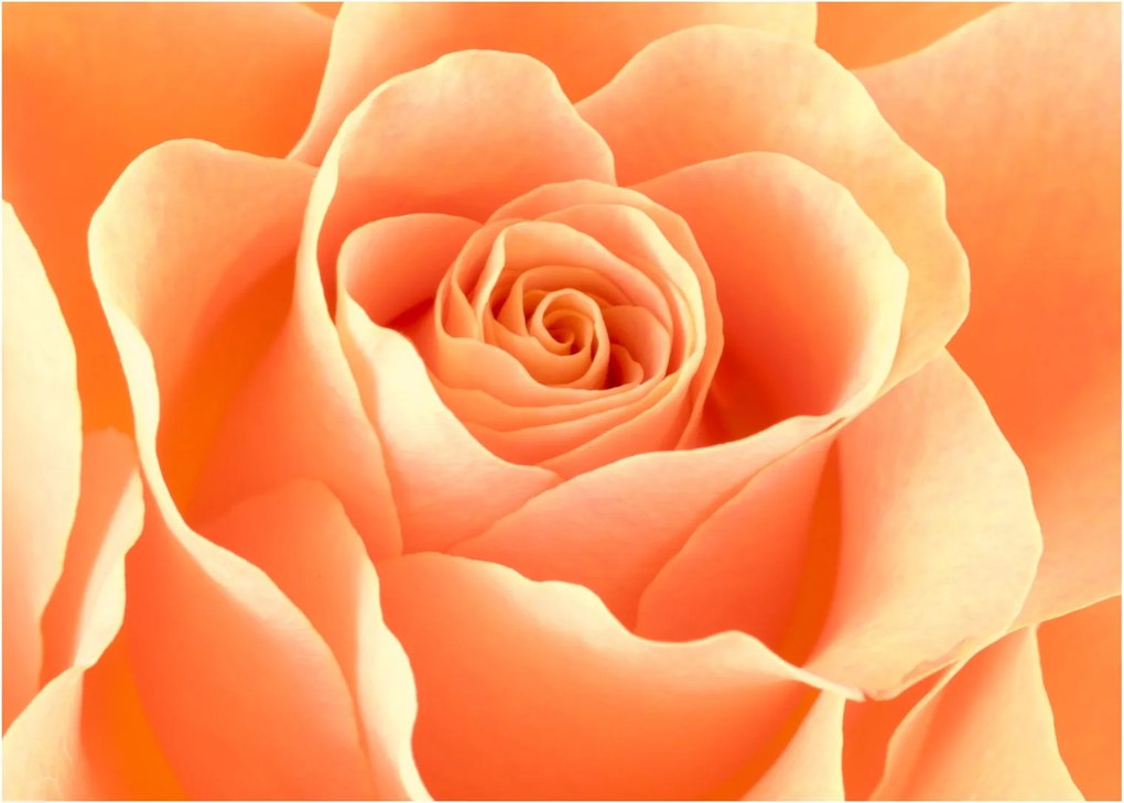 Kép - A Rózsák, barack színű (70x50 cm)