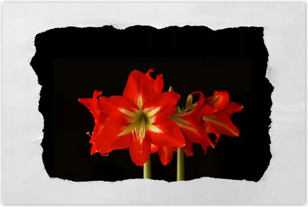 Poszterek 90x60 Amarillisz