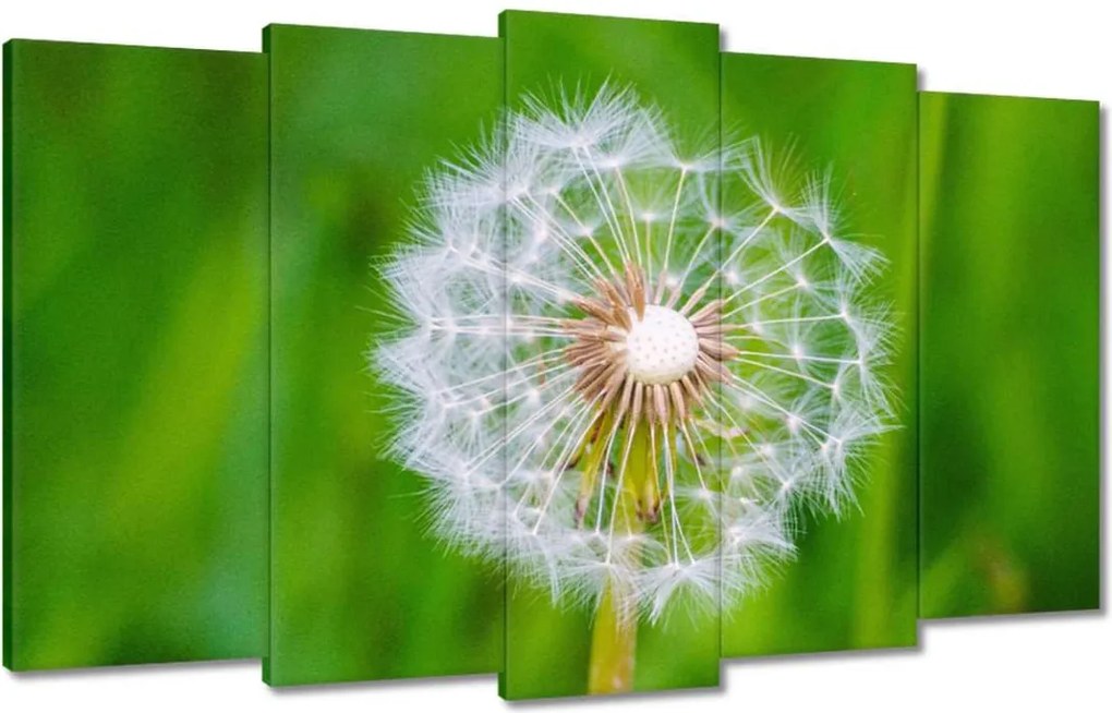 Vászonkép 100x60 Pitypang Virág Virágok