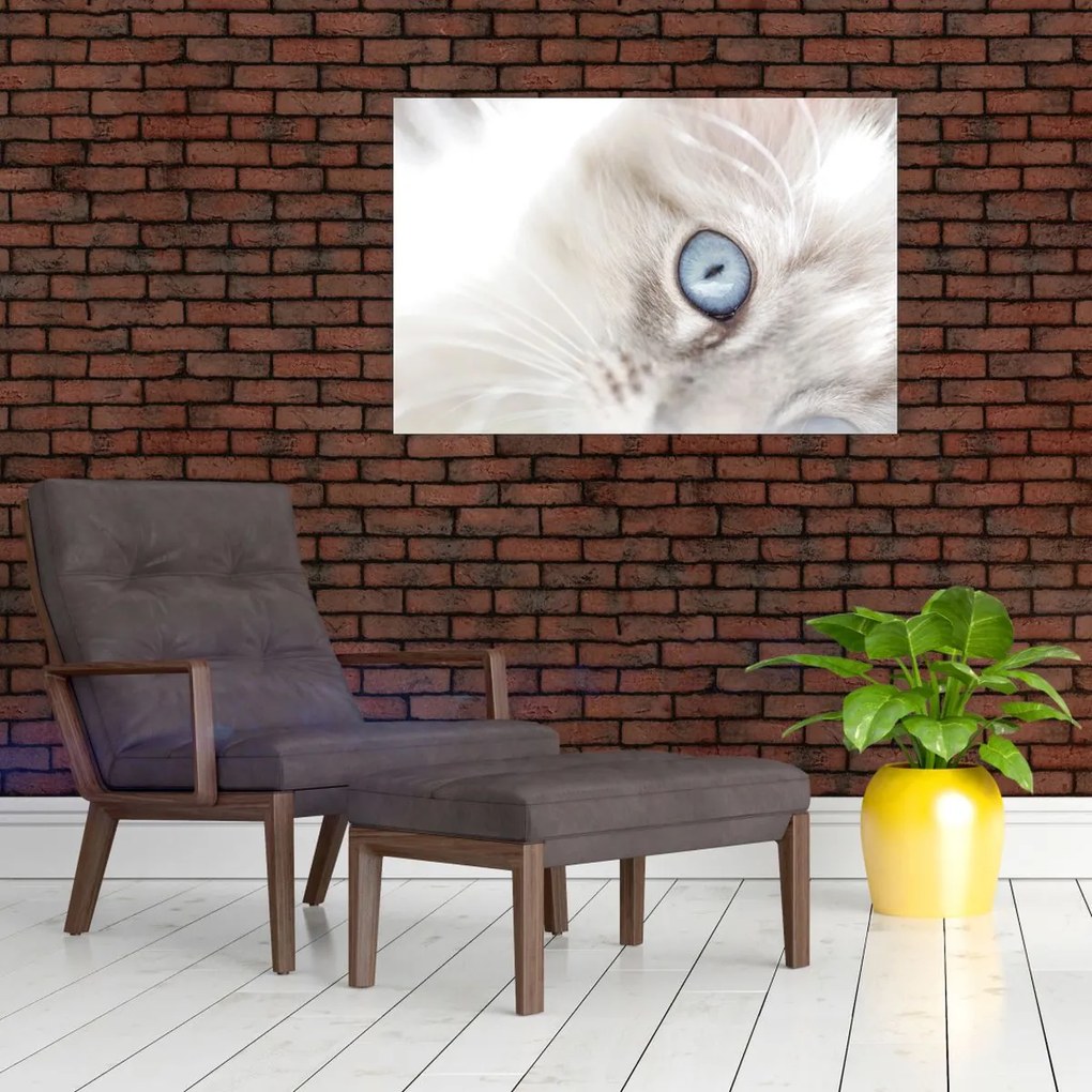 Kép - Kék szemű macska (90x60 cm)