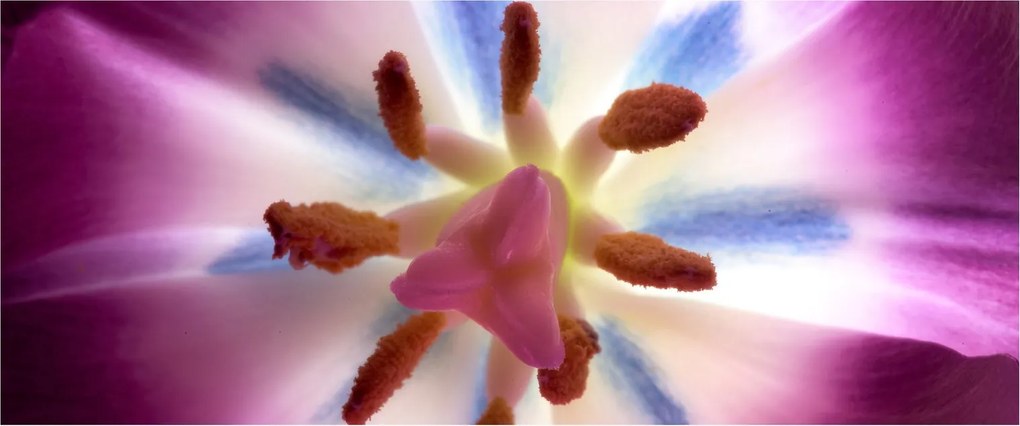 Kép - Tulipán virág részletesen (120x50 cm)