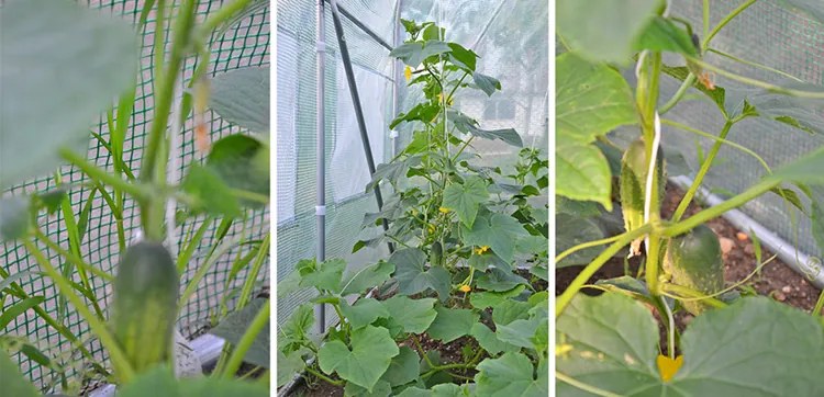 Kerti fóliaház/fóliasátor 2x4,5 m UV szűrővel PREMIUM