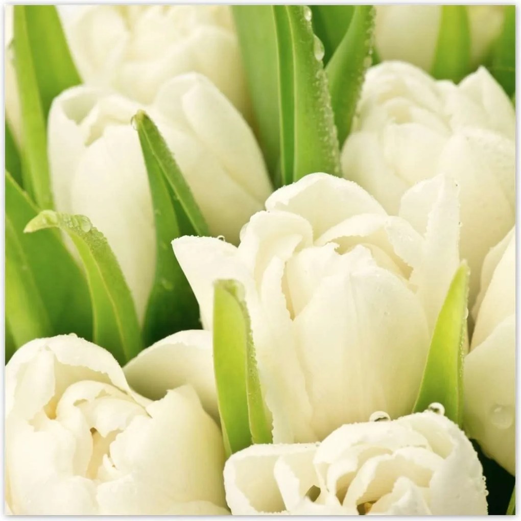 Poszterek 100x100 Finom tulipánok