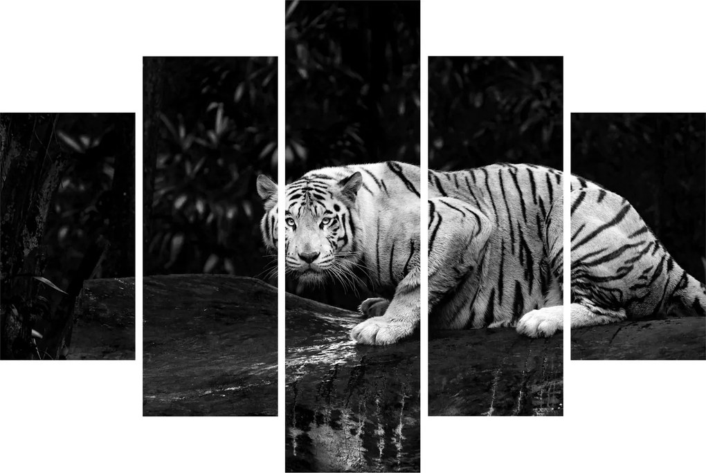 Kép - albínó tigris, fekete-fehér (150x105 cm)