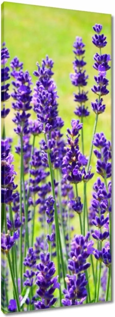 Vászonkép 40x100 Levendula virágok