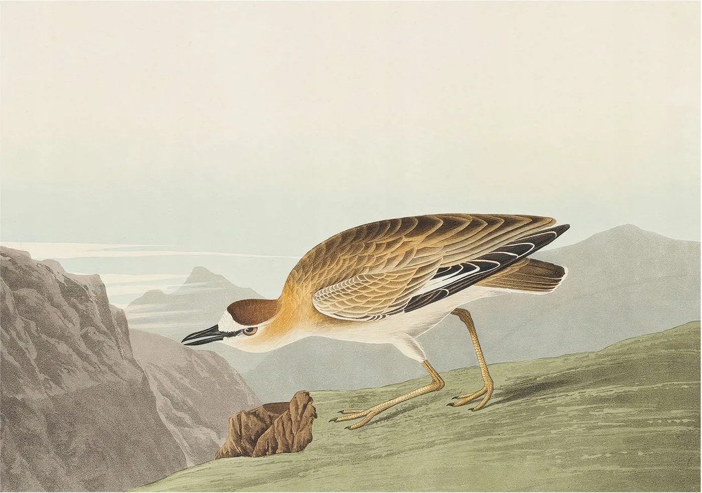 Flizelina fotótapéta Nappaliba és Hálószobába Hegyi madár 312x219 Ragasztó