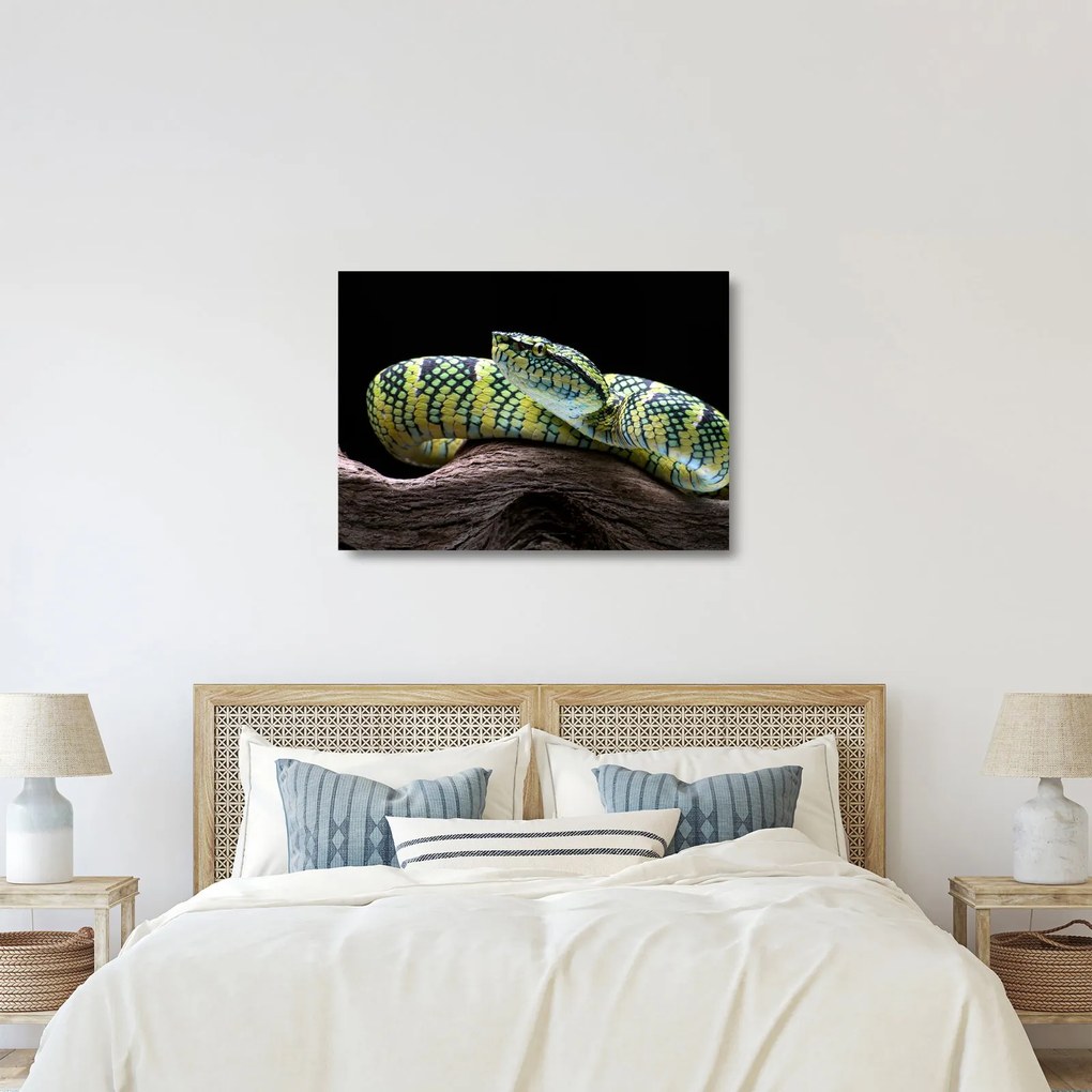 Üveg kép - Wagler csörgőkígyó (70x50 cm)