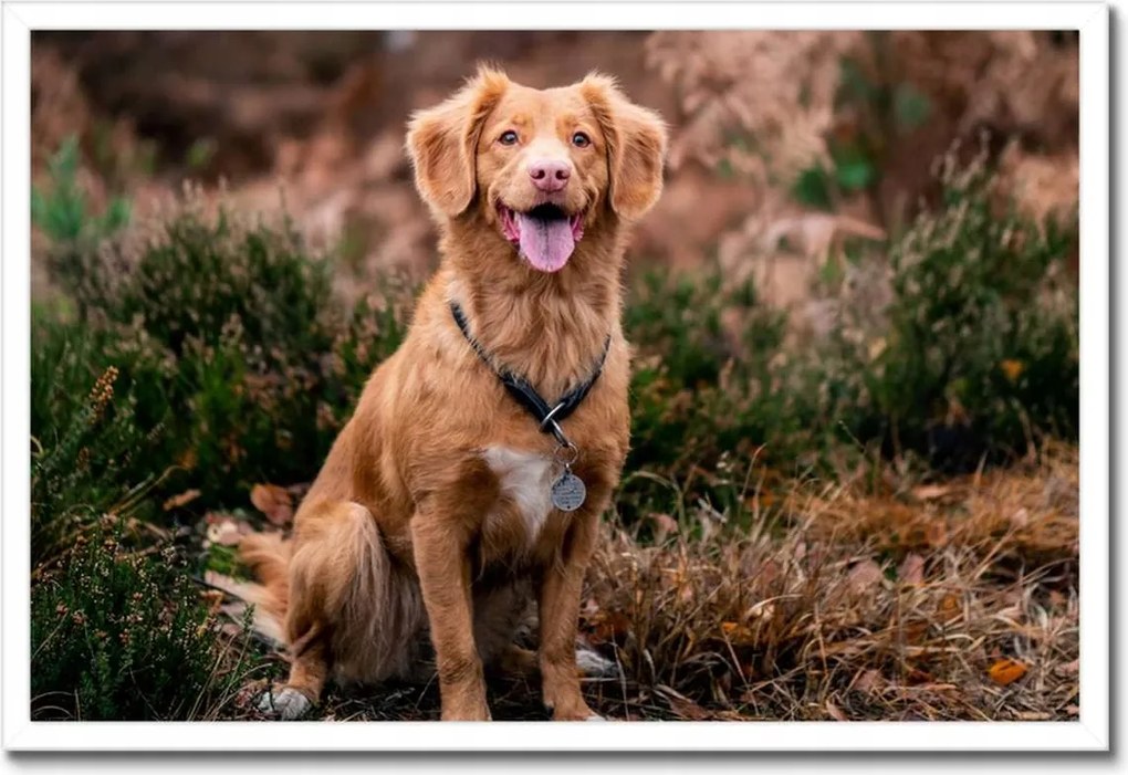 Poszterek keretben 60x40 Kutya Kutyák