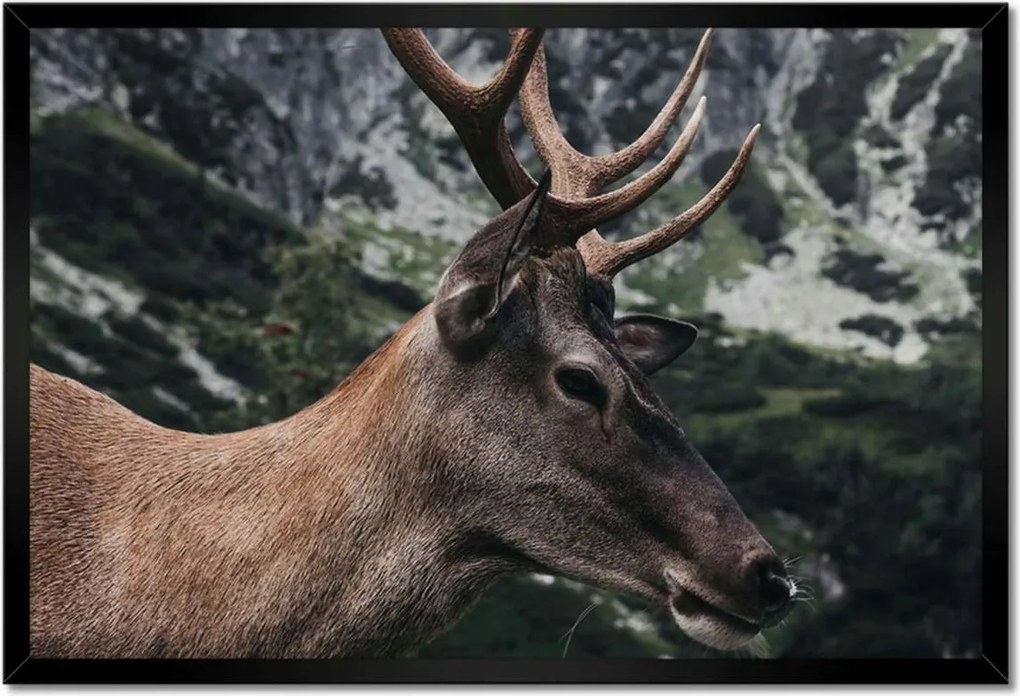 Poszter keretben 60x40 Szarvas felszarvazott