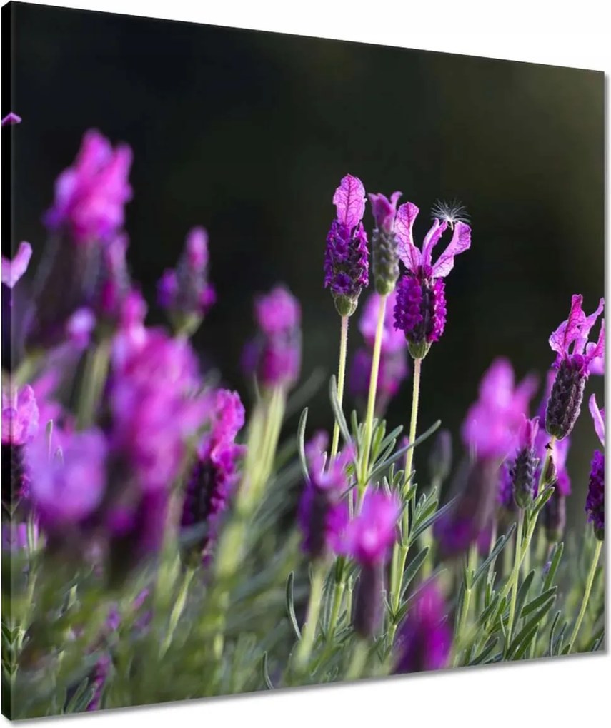 Vászonkép 60x60 Lila virágok