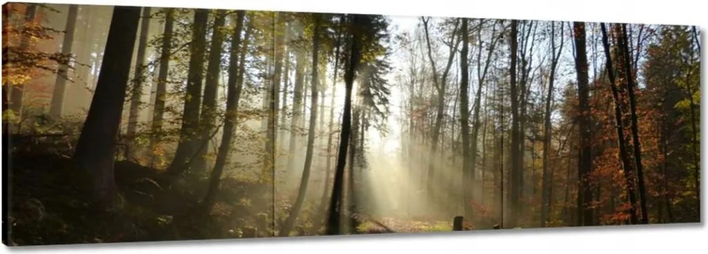Vászonkép 60x20 Napfelkelte az erdőben