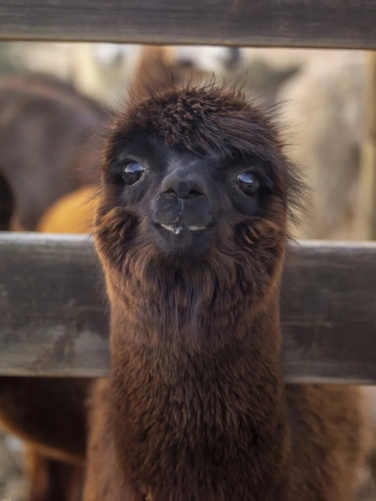 Poszter 60x80cm Alpaka, Assaf Frank