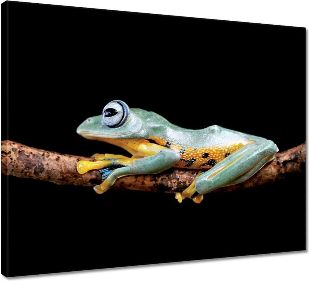 Vászonkép 50x40 Gyönyörű béka az ágon