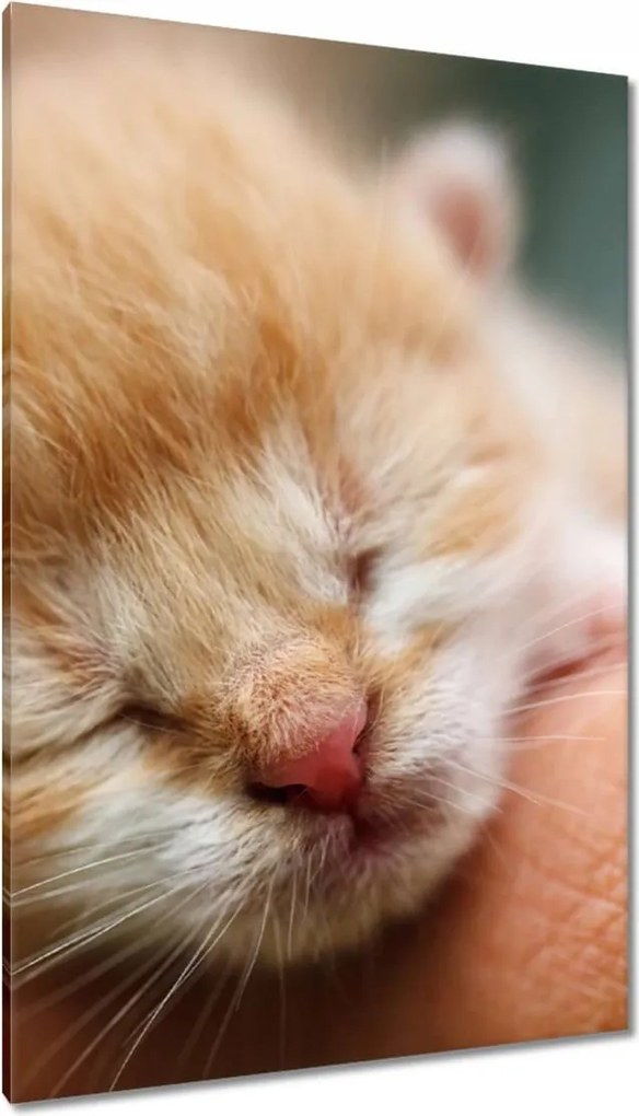 Vászonkép 80x120 Cica