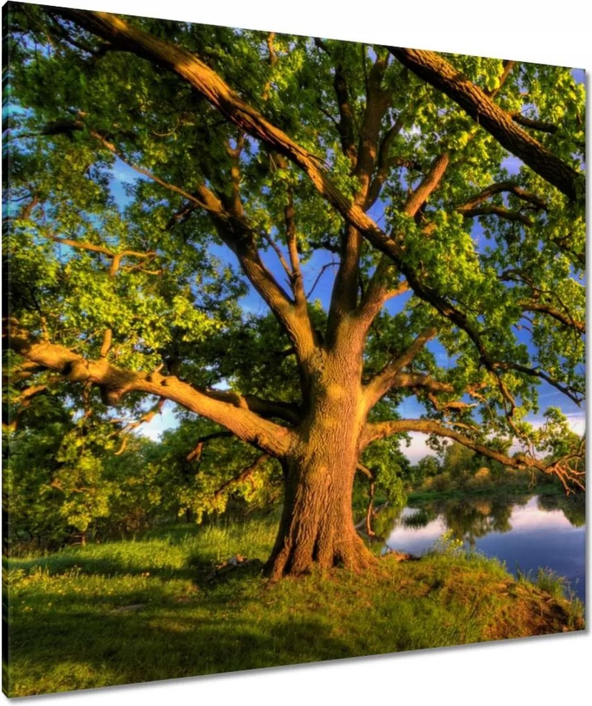 Vászonkép 90x90 Tölgy a croissant-ban Nyugat