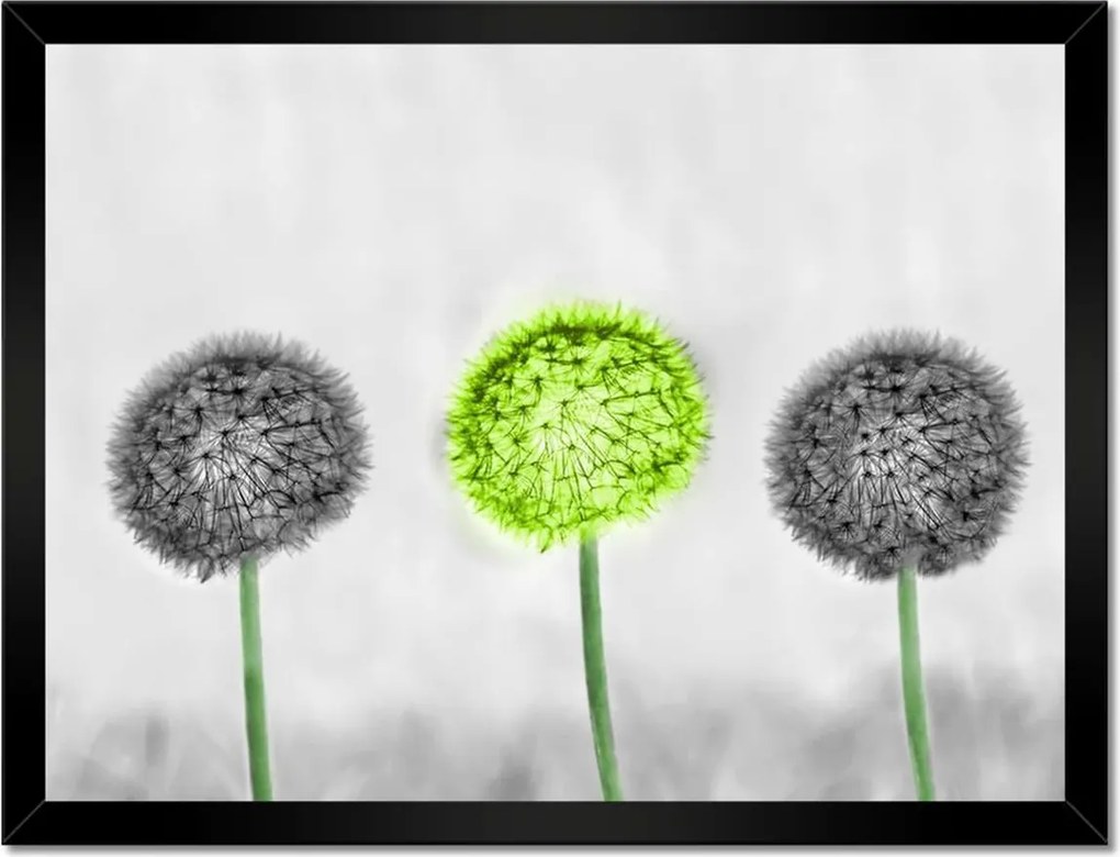 Poszterek keretben 40x30 Pitypangok