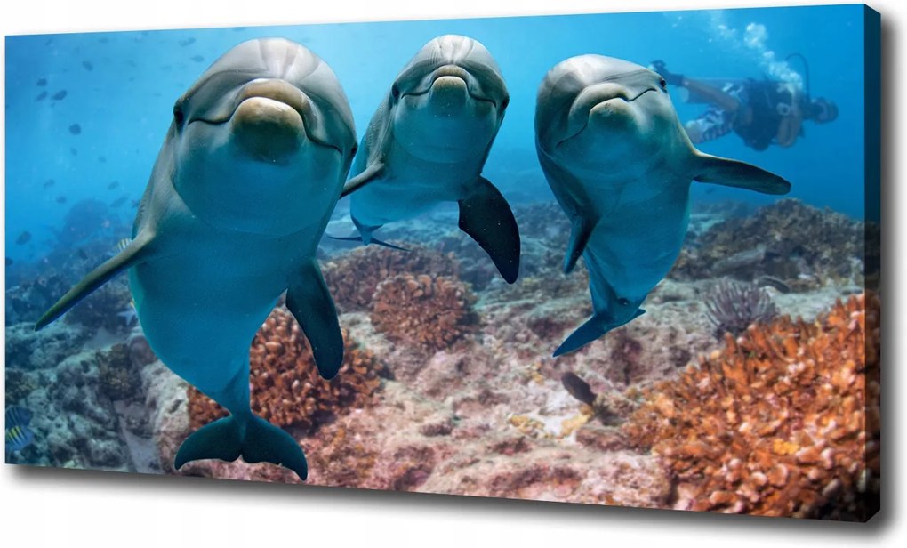 Canvas falikép Delfinek 120x60 cm