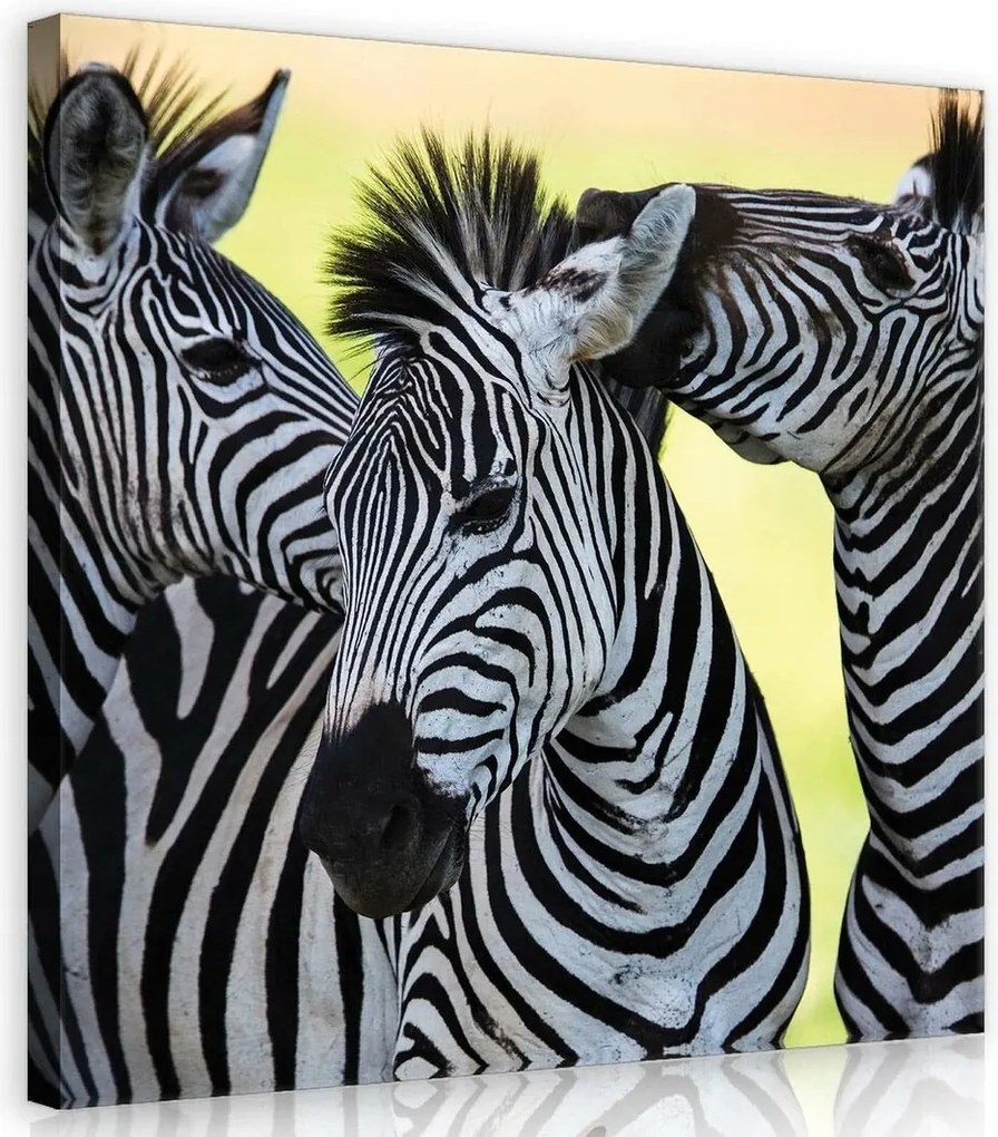 Vászonkép 40x40 Zebra természet vad természet állatok csíkok Afrika szavanna