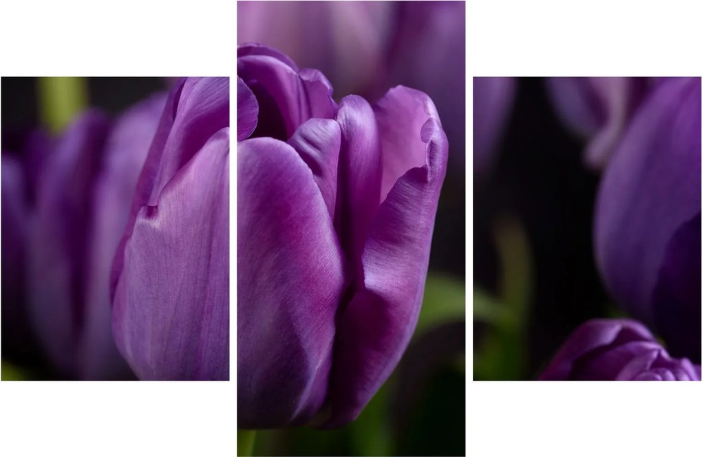 Tulipán vírág képe (90x60 cm)