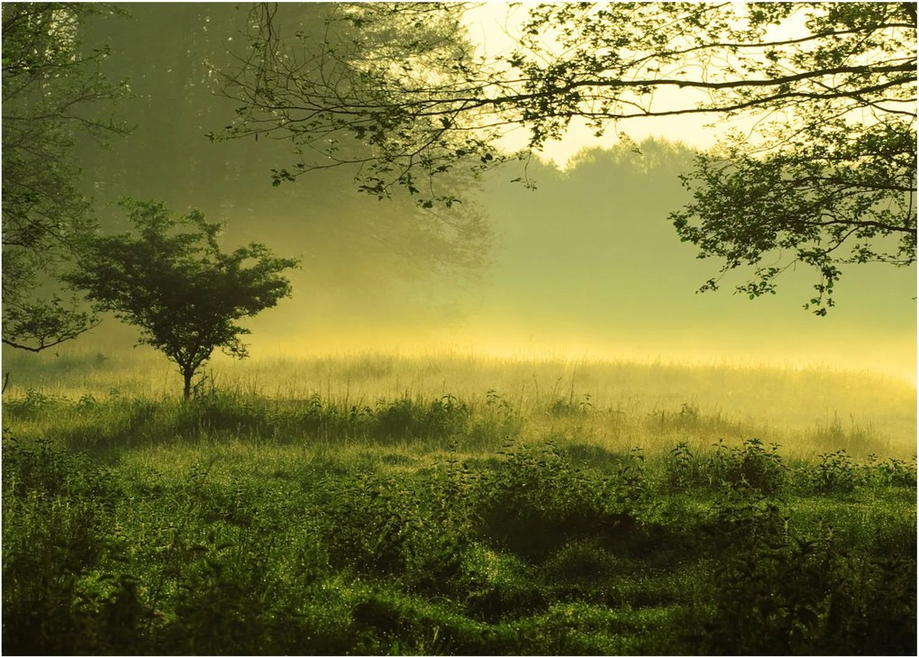 Kép - Ébredő erdő (70x50 cm)