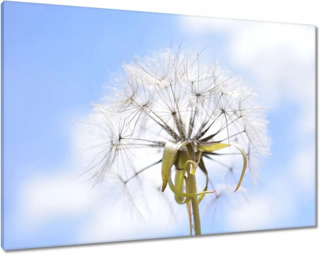 Vászonkép 100x70 Pitypang Virág Virágok