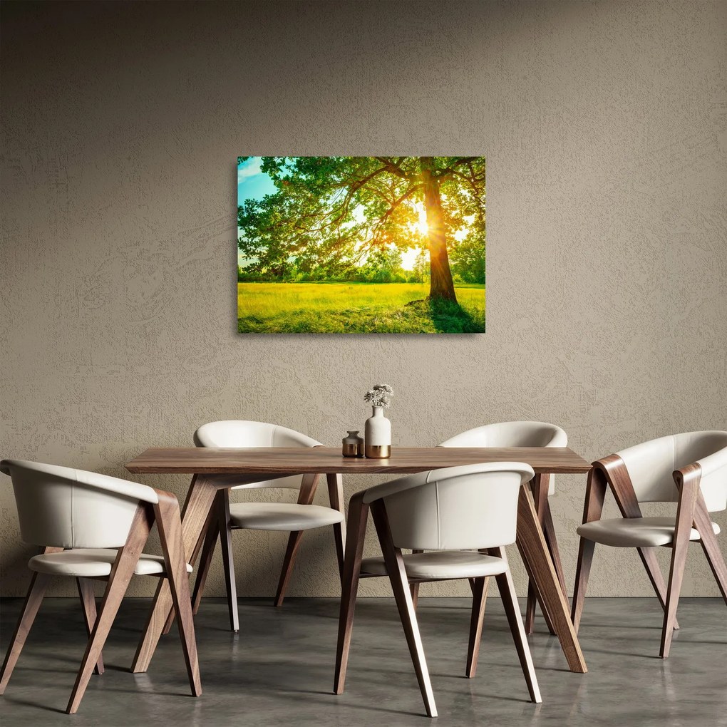 Üveg kép - Sunny Forest (70x50 cm)