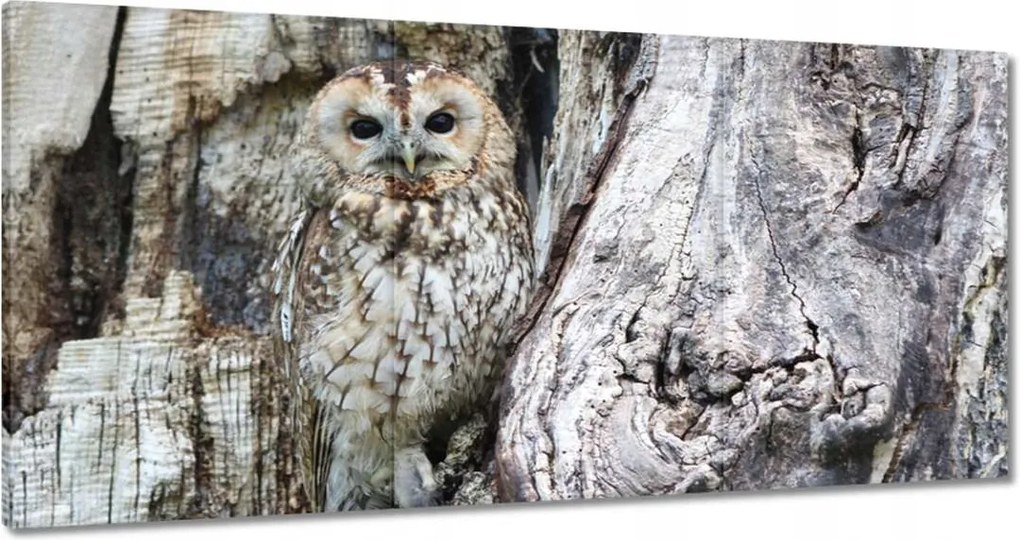 Vászonkép 120x60 Bagoly a természetben Fa