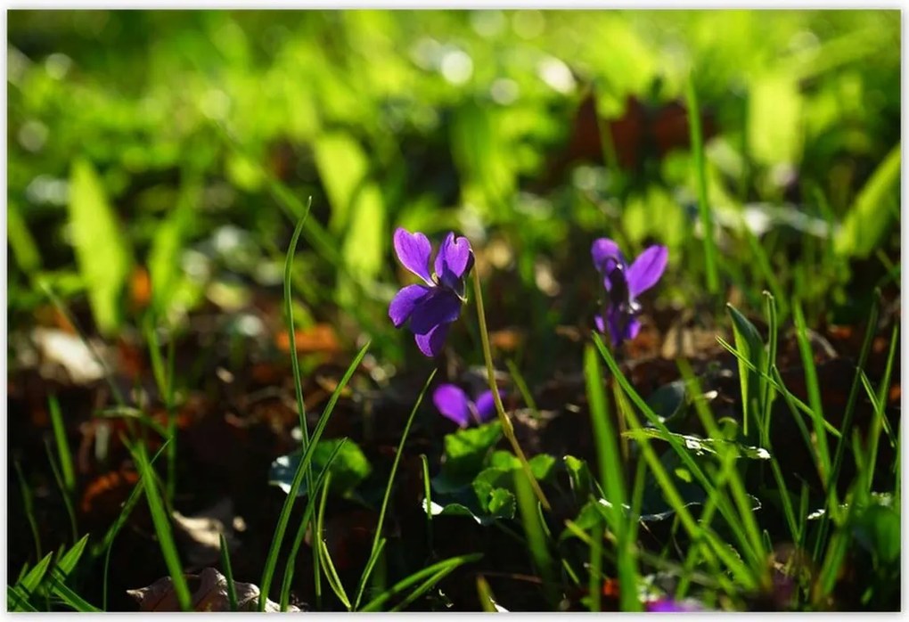 Poszterek 200x135 Mezei ibolya