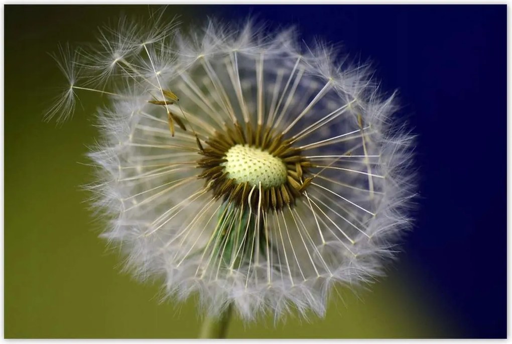 Poszterek 120x80 Pitypang Virág Virágok