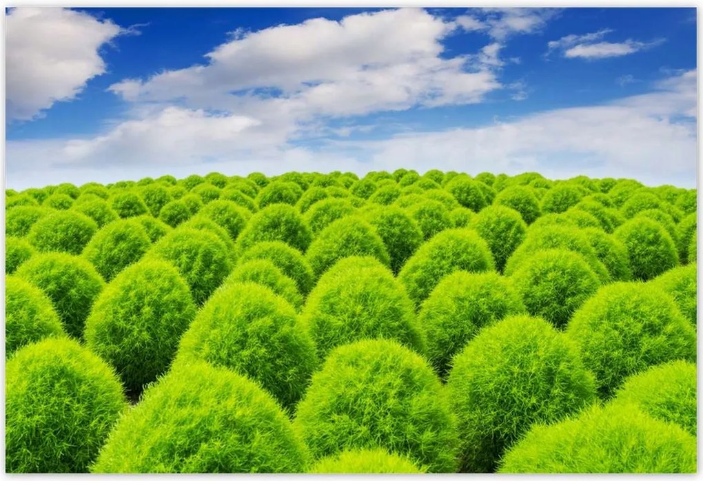 Poszterek 155x105 Zöld tekintet Völgy