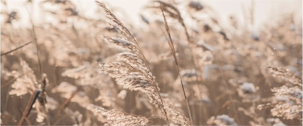Kép - Réti szellő (120x50 cm)