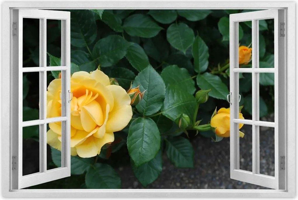 Poszterek 120x80 Sárga rózsa