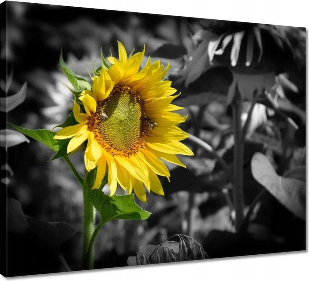 Vászonkép 50x40 Napraforgó