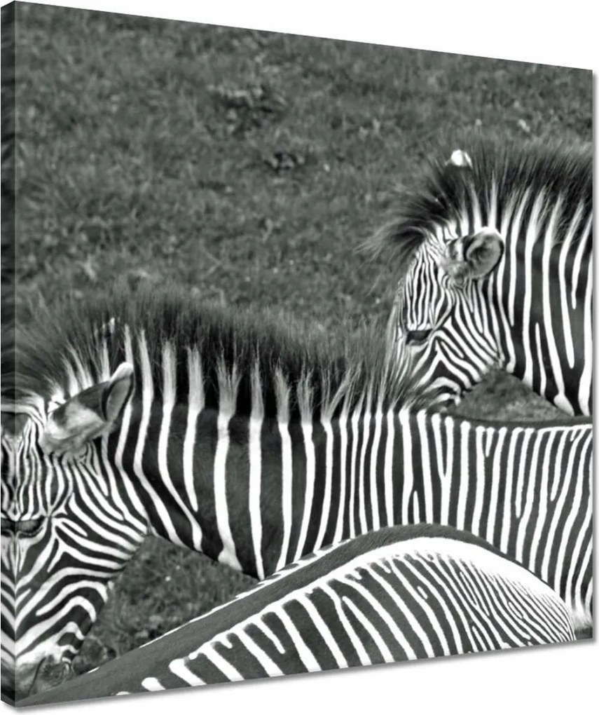 Vászonkép 40x40 Zebra csíkok