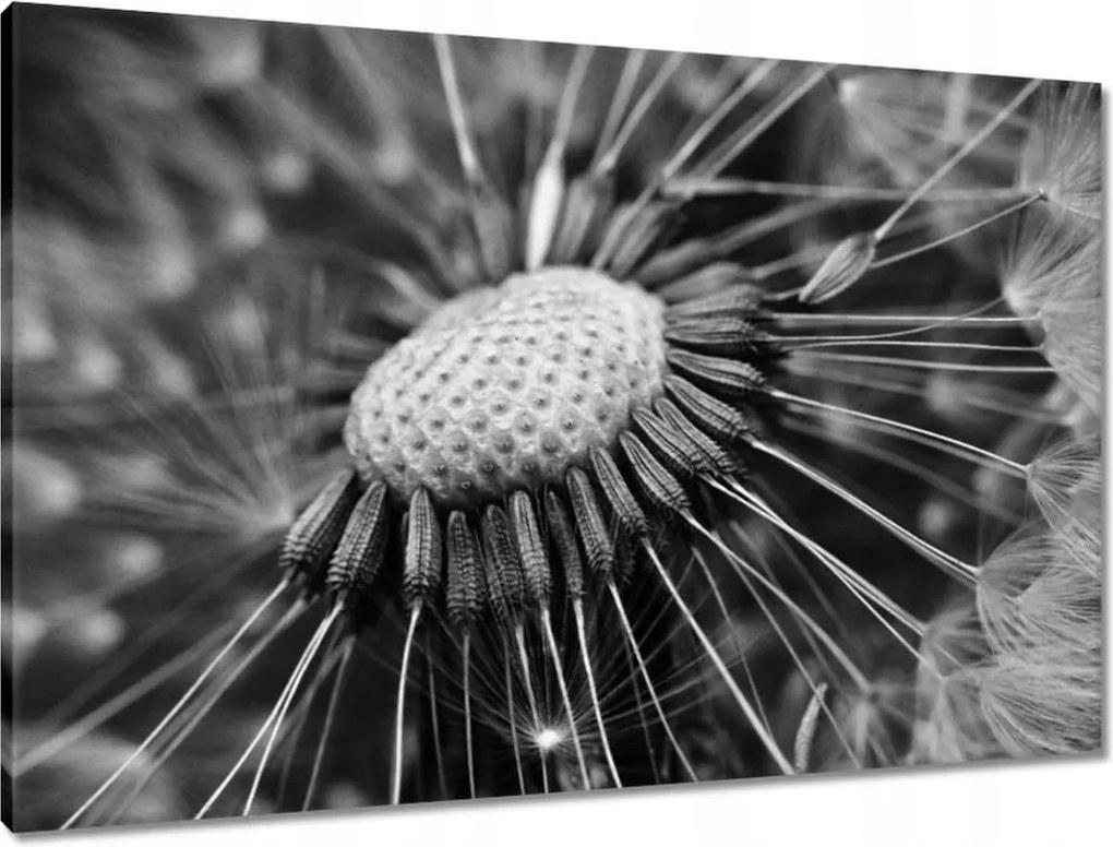 Vászonkép 90x60 Pitypang Virág Virágok