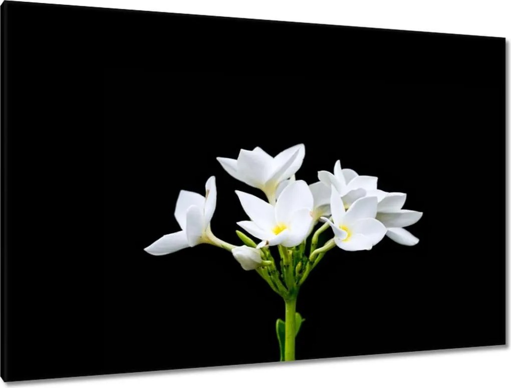 Vászonkép 120x80 Virág Frangipani plumeria