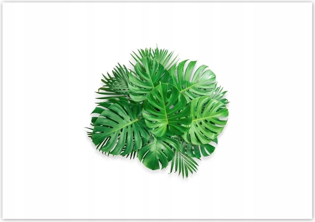 Poszterek 100x70 Monstera Lyukas levelek