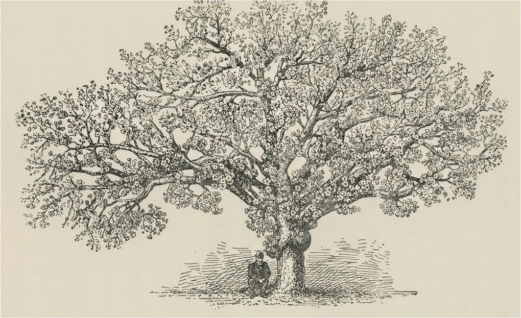 Fotótapéta Falra az előszoba konyhájába Fa illusztráció 416x254 Ragasztó